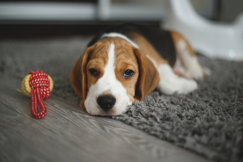 Can Carpet Shedding Be Harmful to Pets & Kids?
